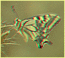 Аметист.2D>3D.Papilio machaon by Sergey Nikolaev